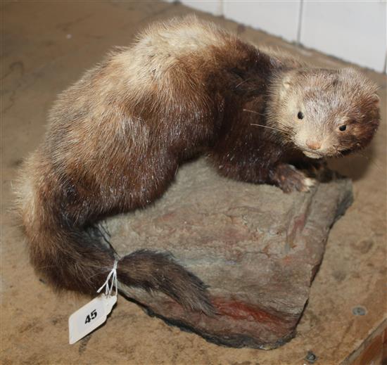 Taxidermy ferret(-)